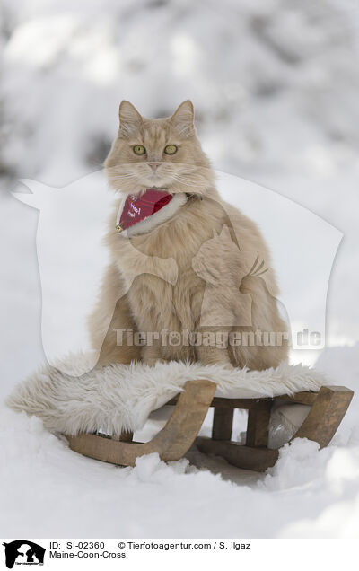 Maine-Coon-Mischling / Maine-Coon-Cross / SI-02360
