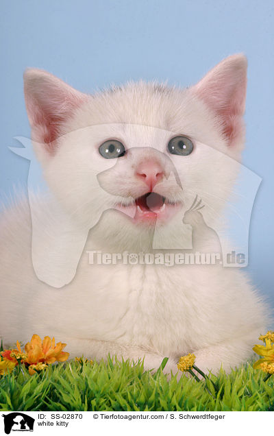 weies Ktzchen / white kitty / SS-02870