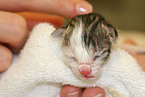 kitten born by Caesarean