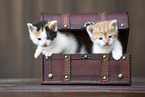 Kittens in wooden box