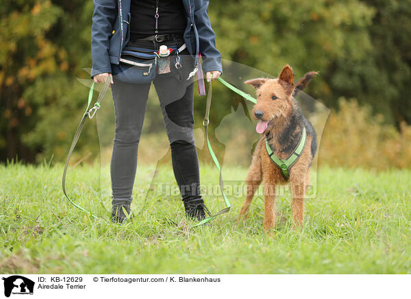 Airedale Terrier / KB-12629