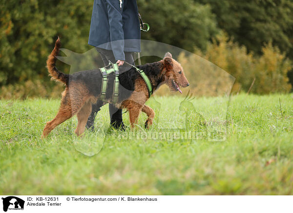 Airedale Terrier / KB-12631
