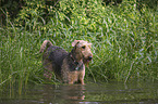 bathing Airedale Terrier