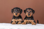 Airedale Terrier puppies