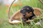 Airedale Terrier puppy in basket