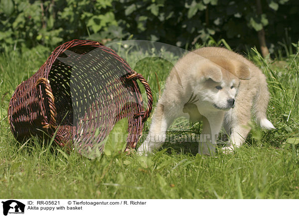 Akita puppy with basket / RR-05621