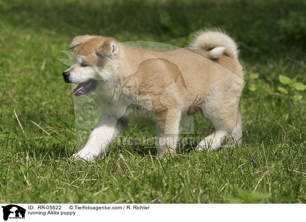 running Akita puppy / RR-05622
