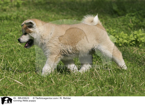 running Akita puppy / RR-05623