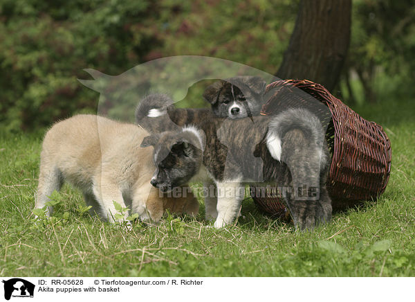 Akita puppies with basket / RR-05628