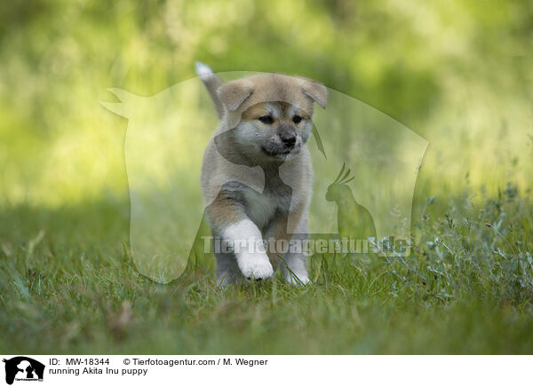 running Akita Inu puppy / MW-18344