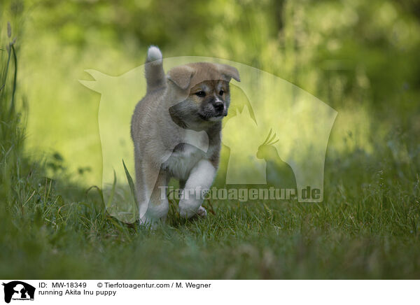 running Akita Inu puppy / MW-18349