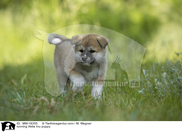 running Akita Inu puppy / MW-18355