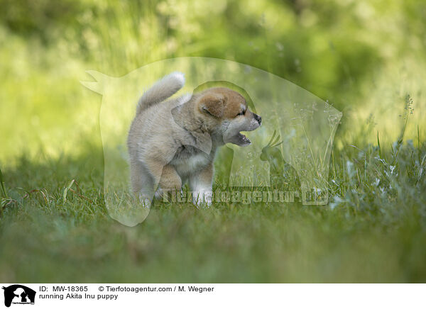 running Akita Inu puppy / MW-18365
