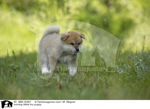 running Akita Inu puppy / MW-18367