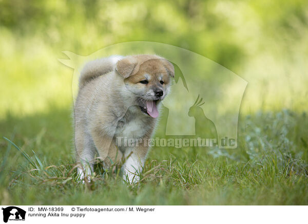 running Akita Inu puppy / MW-18369