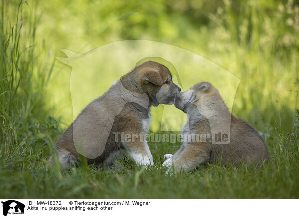 Akita Inu puppies sniffing each other / MW-18372