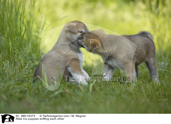 Akita Inu puppies sniffing each other / MW-18374