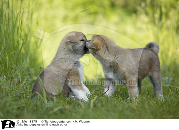 Akita Inu puppies sniffing each other / MW-18375