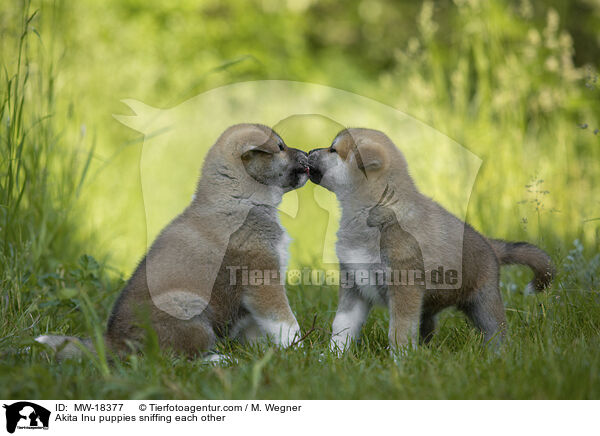 Akita Inu puppies sniffing each other / MW-18377