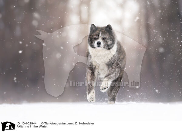 Akita Inu in the Winter / DH-02944