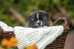 Akita Inu puppy in basket