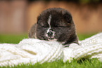 Akita Inu puppy lying on blanket