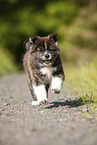 running Akita Inu puppy