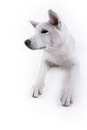 white Akita Inu in front of white background