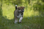running Akita Inu puppy