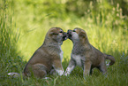 Akita Inu puppies sniffing each other