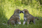 Akita Inu puppies sniffing each other
