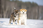 Akita Inu puppies in the snow