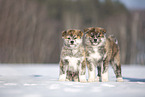 Akita Inu puppies in the snow
