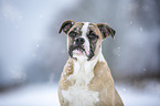Alapaha Blue Blood Bulldog in the winter