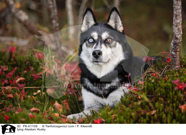 lying Alaskan Husky / PK-01109