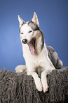 yawning Alaskan Husky