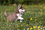 Alaskan Malamute Puppy