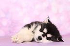 sleeping Alaskan Malamute Puppy