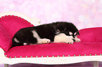 sleeping Alaskan Malamute Puppy