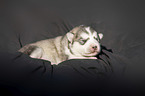 lying alaskan malamute puppy