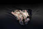 lying alaskan malamute puppies