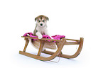 Alaskan Malamute puppy on sled