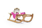 Alaskan Malamute puppy on sled
