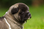 American Akita Puppy