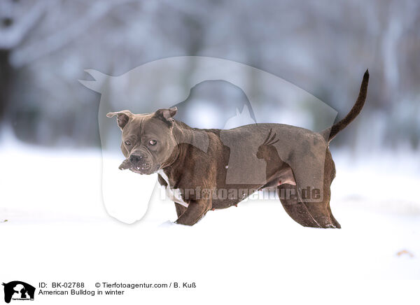 American Bulldog in winter / BK-02788