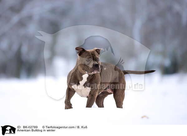 American Bulldog in winter / BK-02789