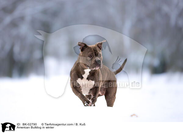 American Bulldog in winter / BK-02790