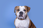American Bulldog in front of black background