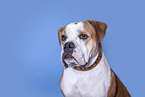 American Bulldog in front of black background