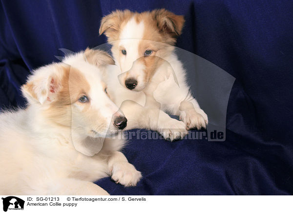 American Collie puppy / SG-01213
